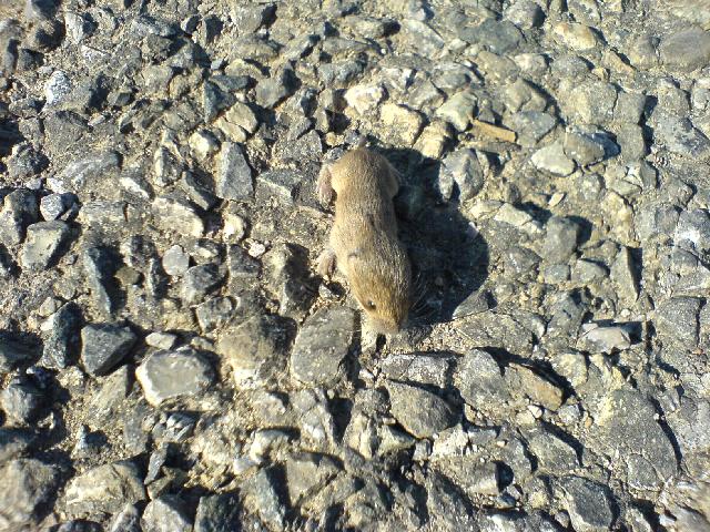 Eine junge Maus ca 4cm groß lag auf der Straße. Ich hab sie dann gerettet ;-)