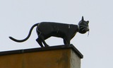 Cat on a roof
