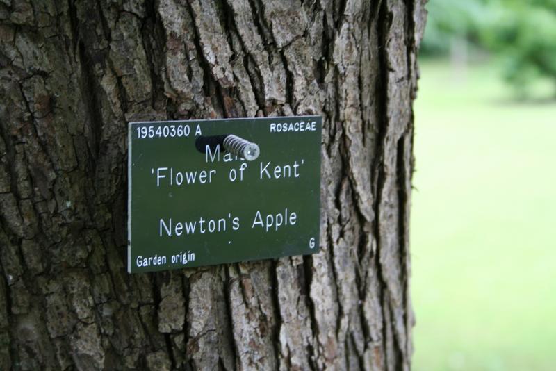 Botanic Garden - Newton's Apple Tree