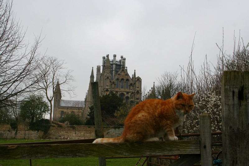 Ely Cathedral und Katze