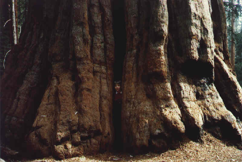 Mai 1994: Sequoia National Park, Kalifornien